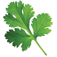 cilantro leaves