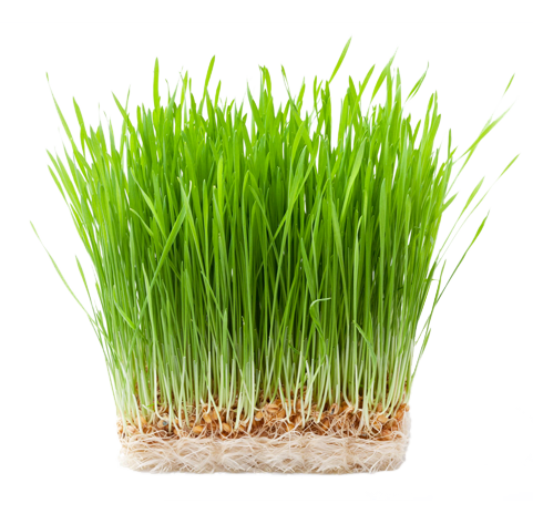 Wheatgrass