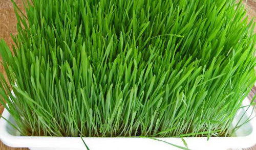 Grows with or without Soil Sproutman's Wheatgrass Grower