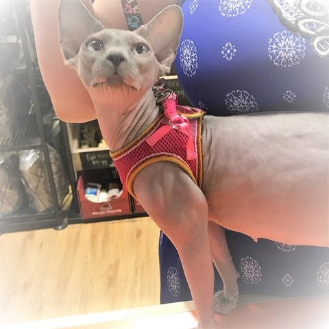 Hairless Dog at Jakes in Lil Pals Harness for Tiny or Very Small Dogs