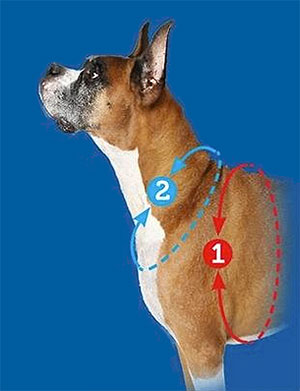 Instructions for how and where to measure a dog for a harness