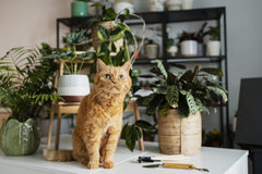 cat surrounded by toxic plants
