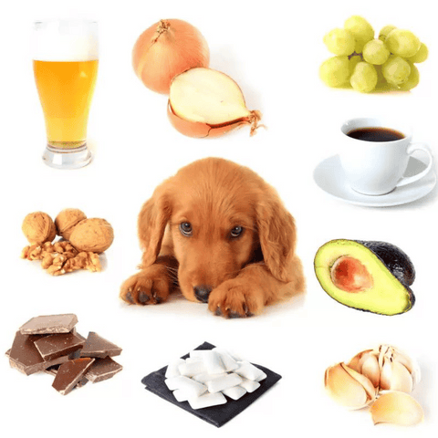 common poisons for dogs and cats