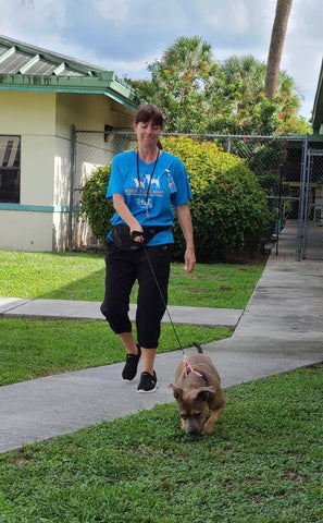 Woman Volunteer at Palm Beach County Animal Care And Control Shelter walking dog