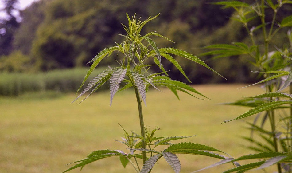 The hemp plant produces cbd oil