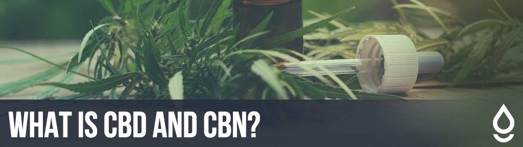 What Is CBD and CBN?