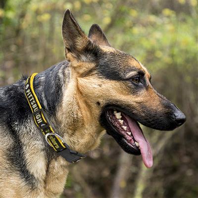 Pittsburgh Steelers Cat Collar