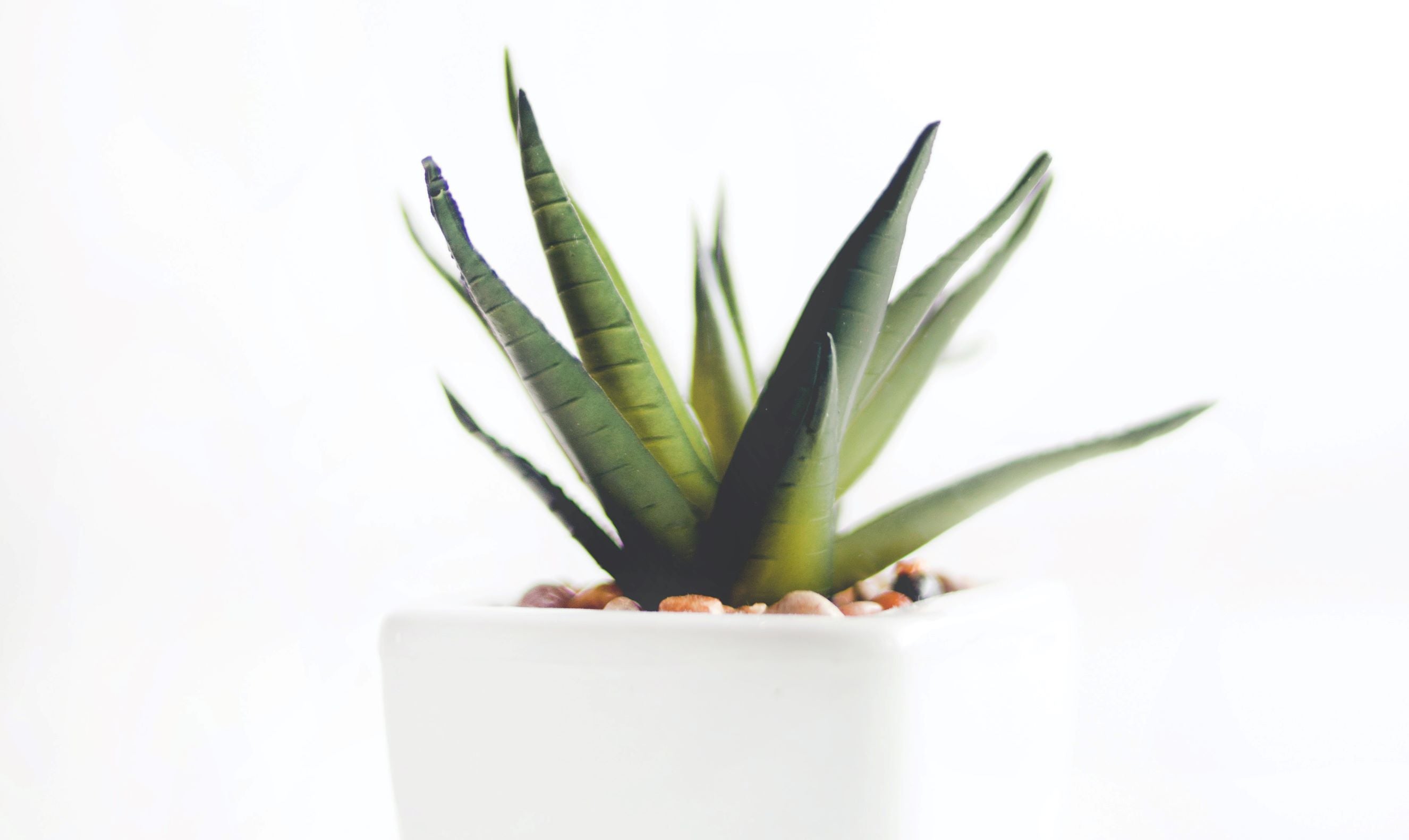 Aloe Vera Plant on White Pot