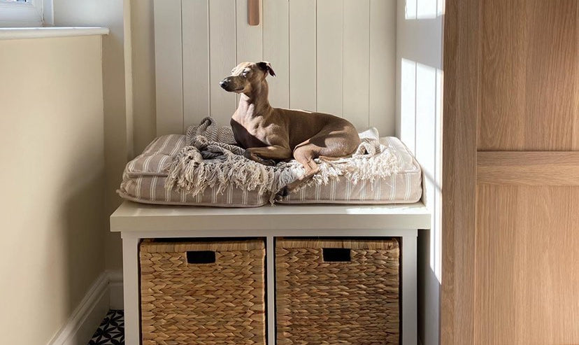 Dog on a Throw Blanket