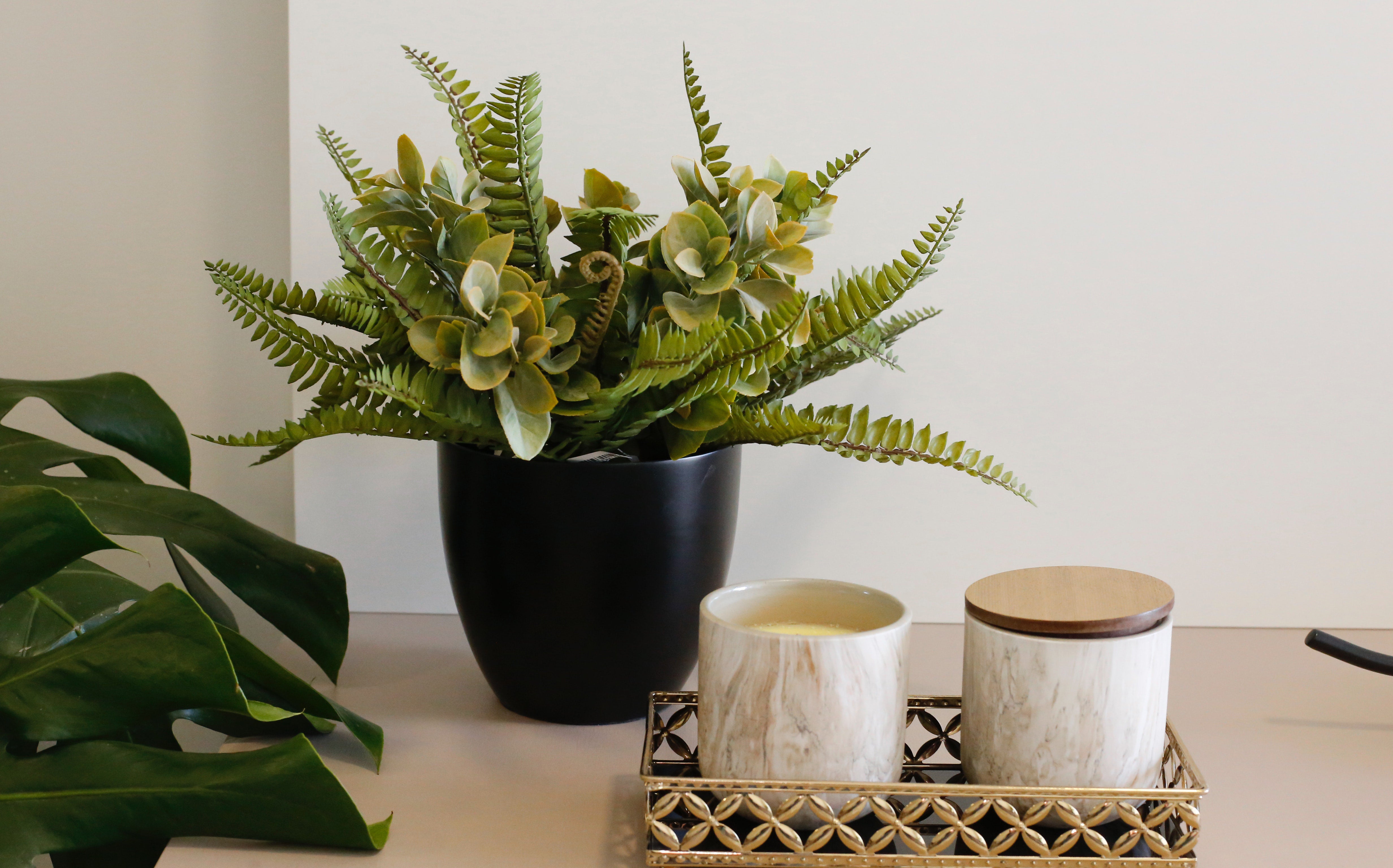 Fern and Succulent Plant on Black Ceramic Pot