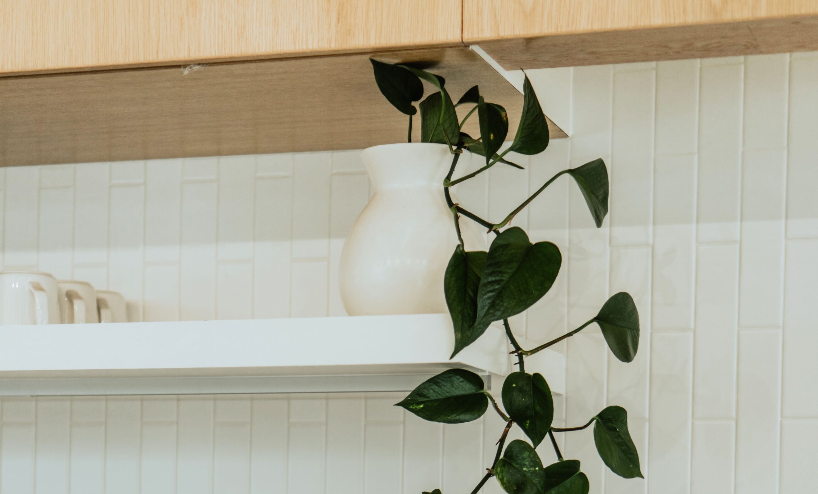 Potted Hanging Plants Near White Wall