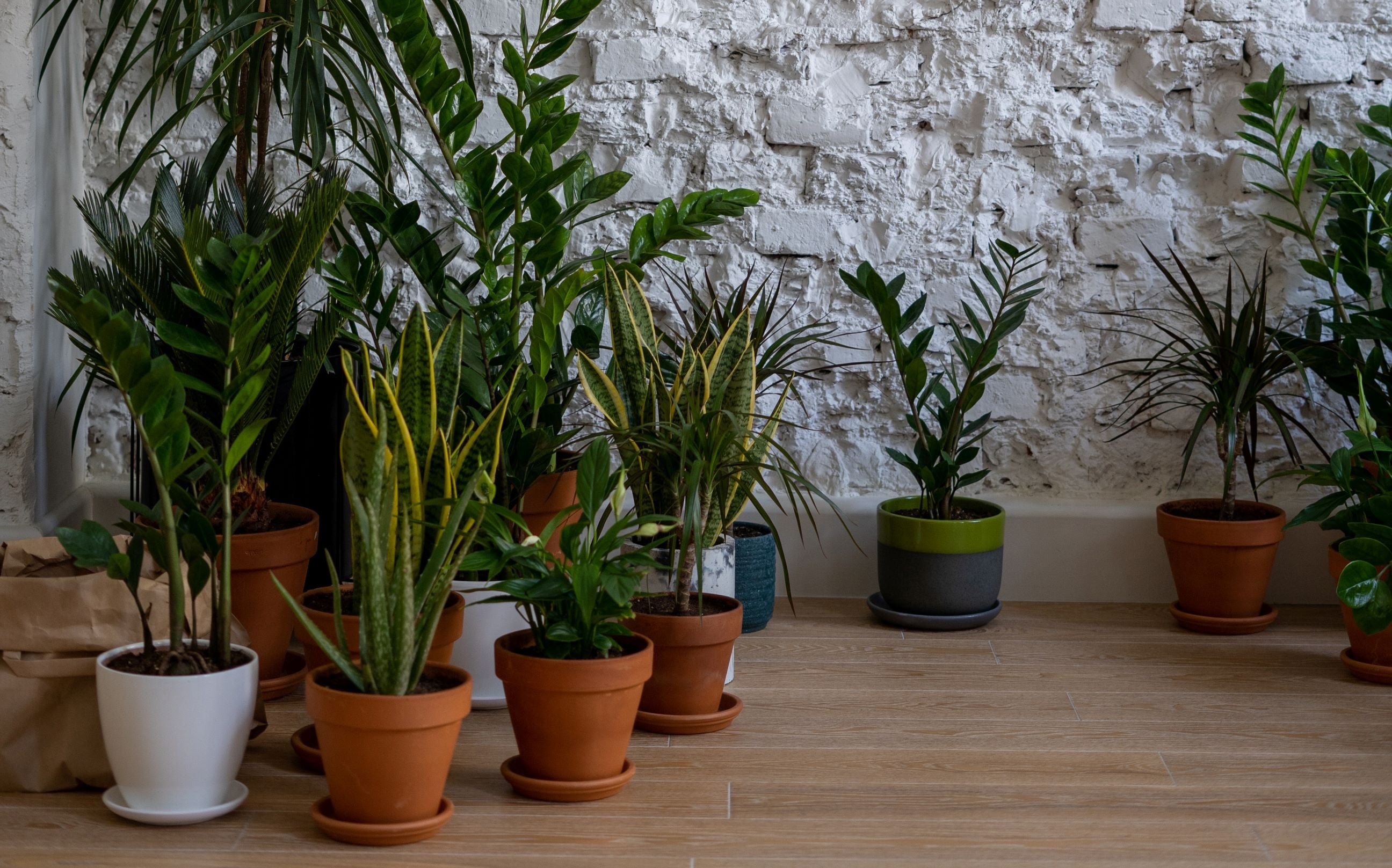 Green Plants Beside White Concrete Wall