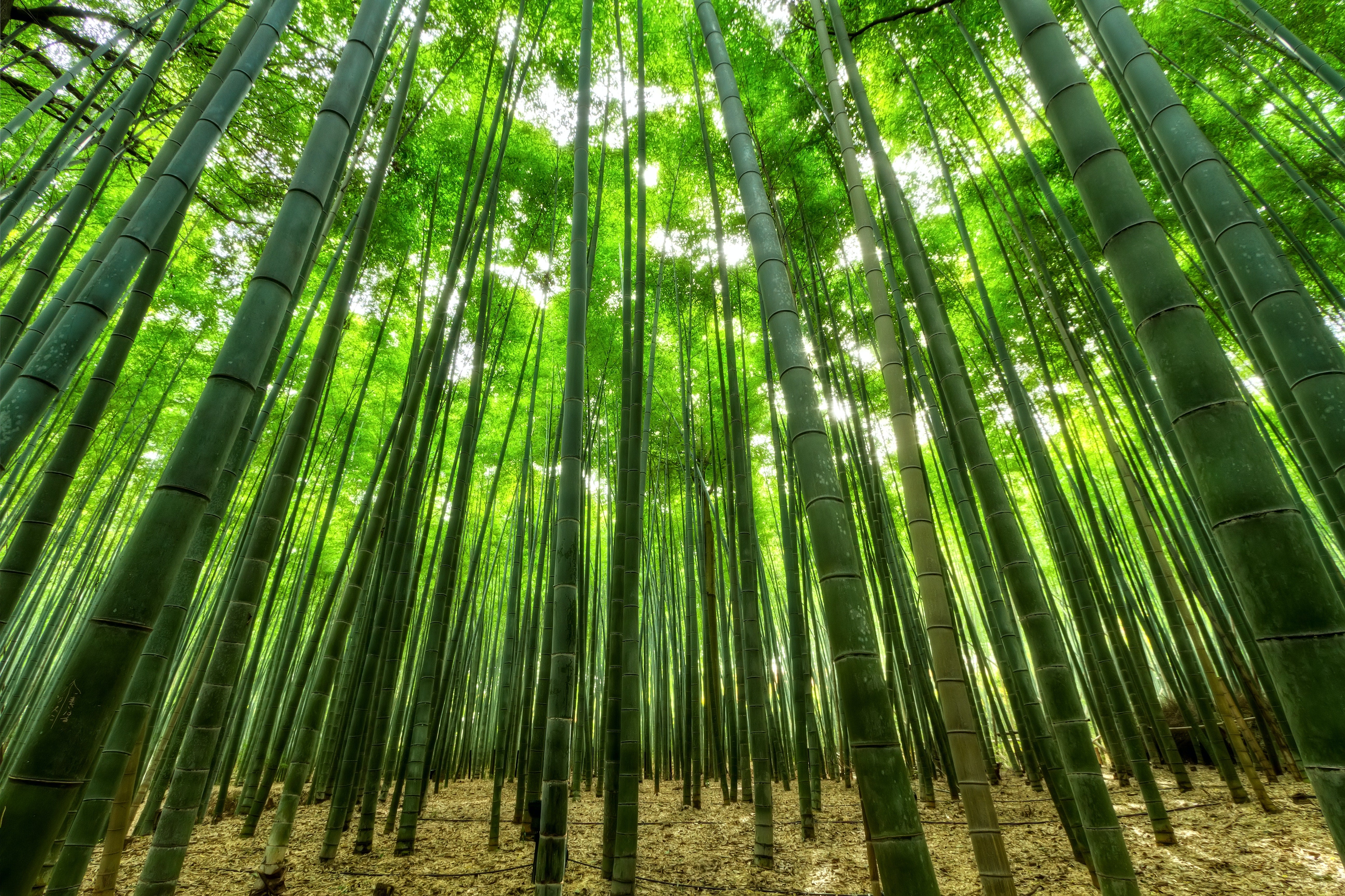 Bamboo plants used for textiles