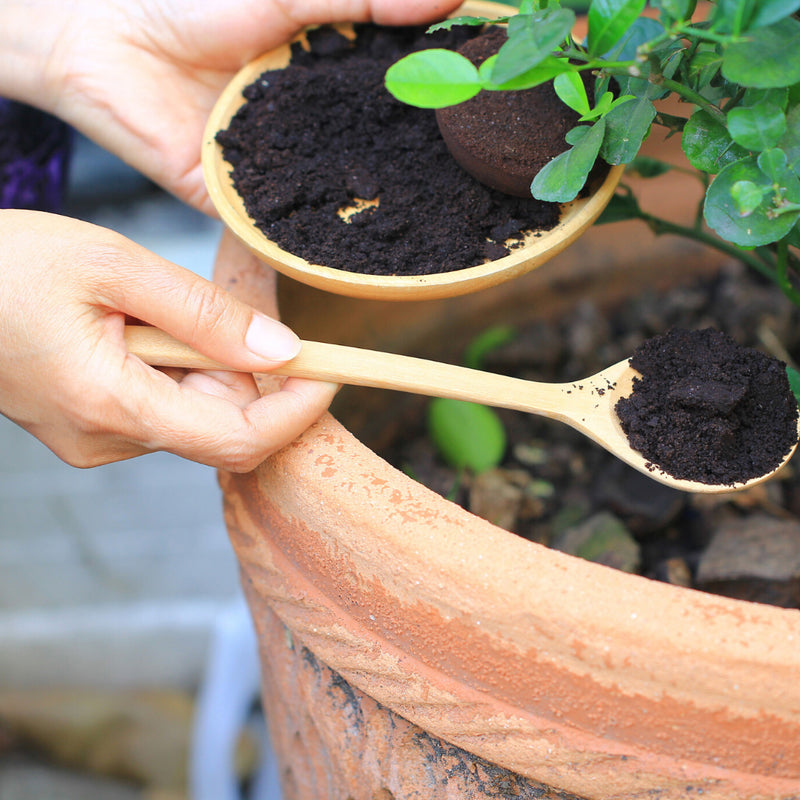 Coffee Grounds For Good Gardening Coffee Locale