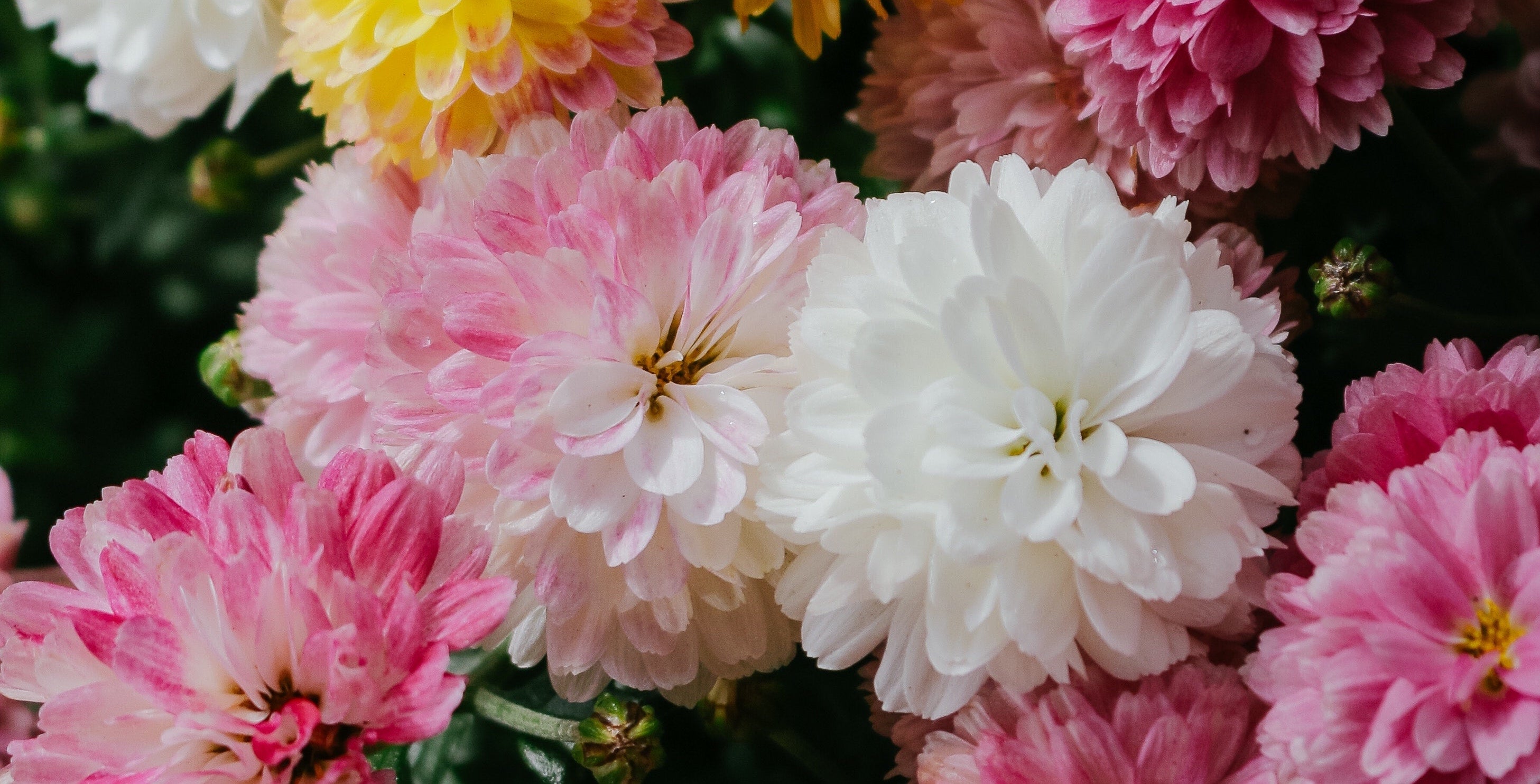 Mothers' Day carnations