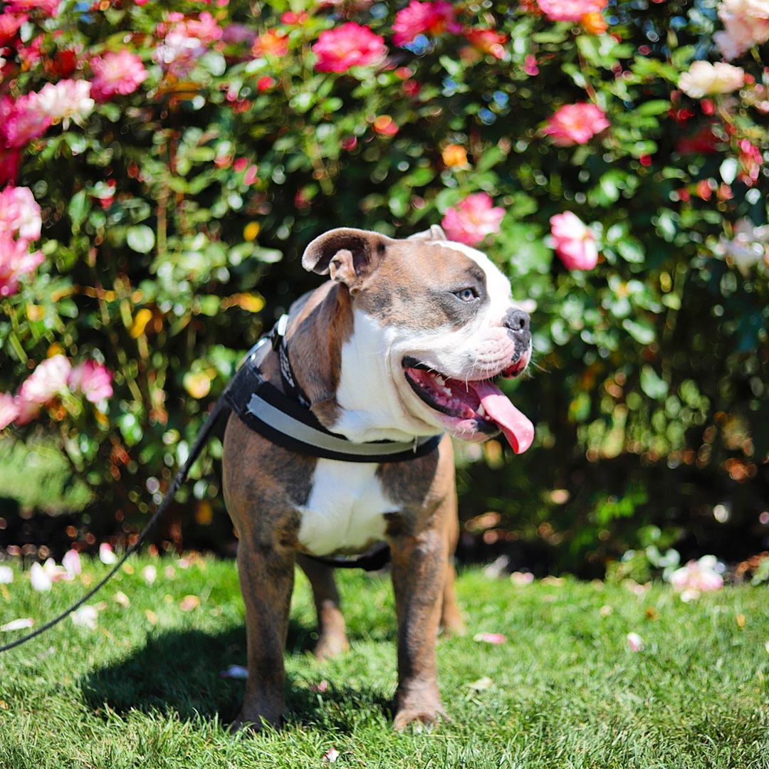 pug life store harness