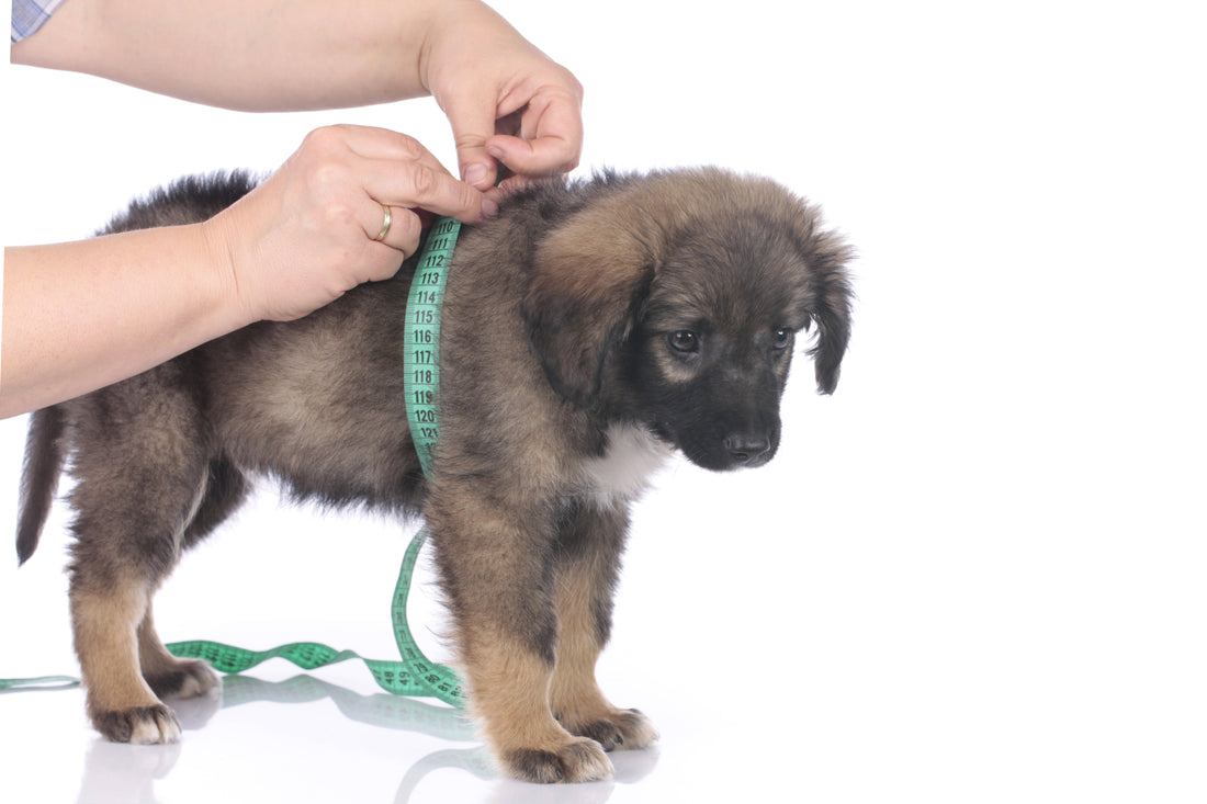 how do you measure a puppy for a harness