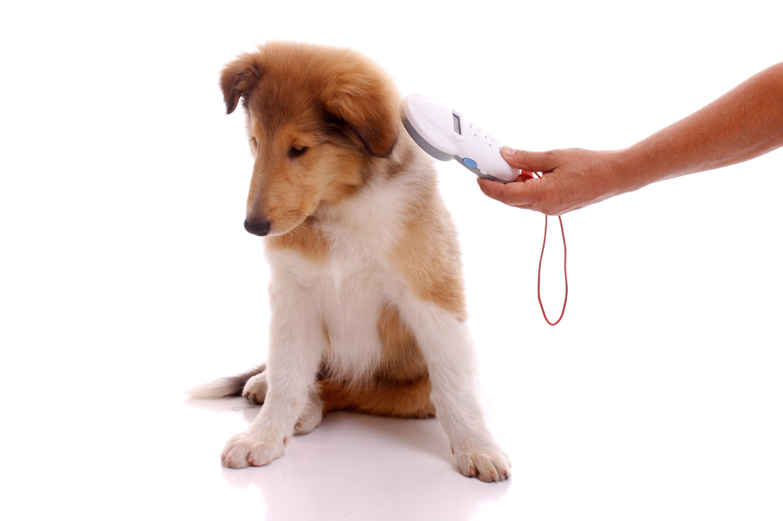 why you should microchip your dog