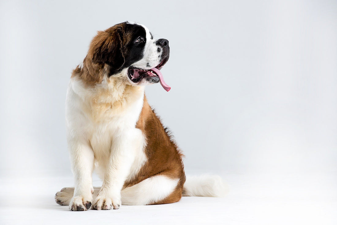 an adult St. Bernard sitting against a white backdrop with its tongue sticking out of its mouth