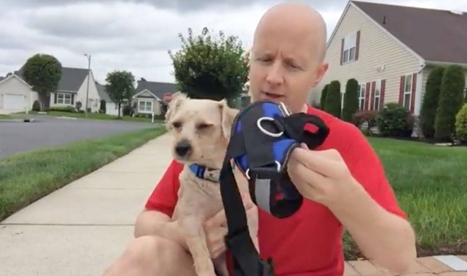 pug life store harness