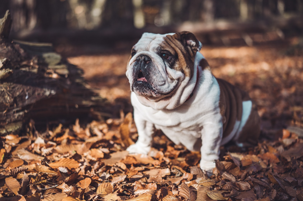 best harness for bulldog puppy