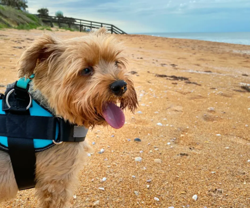 Joyride Harness | Best, Easy to Put on Dog Harness
