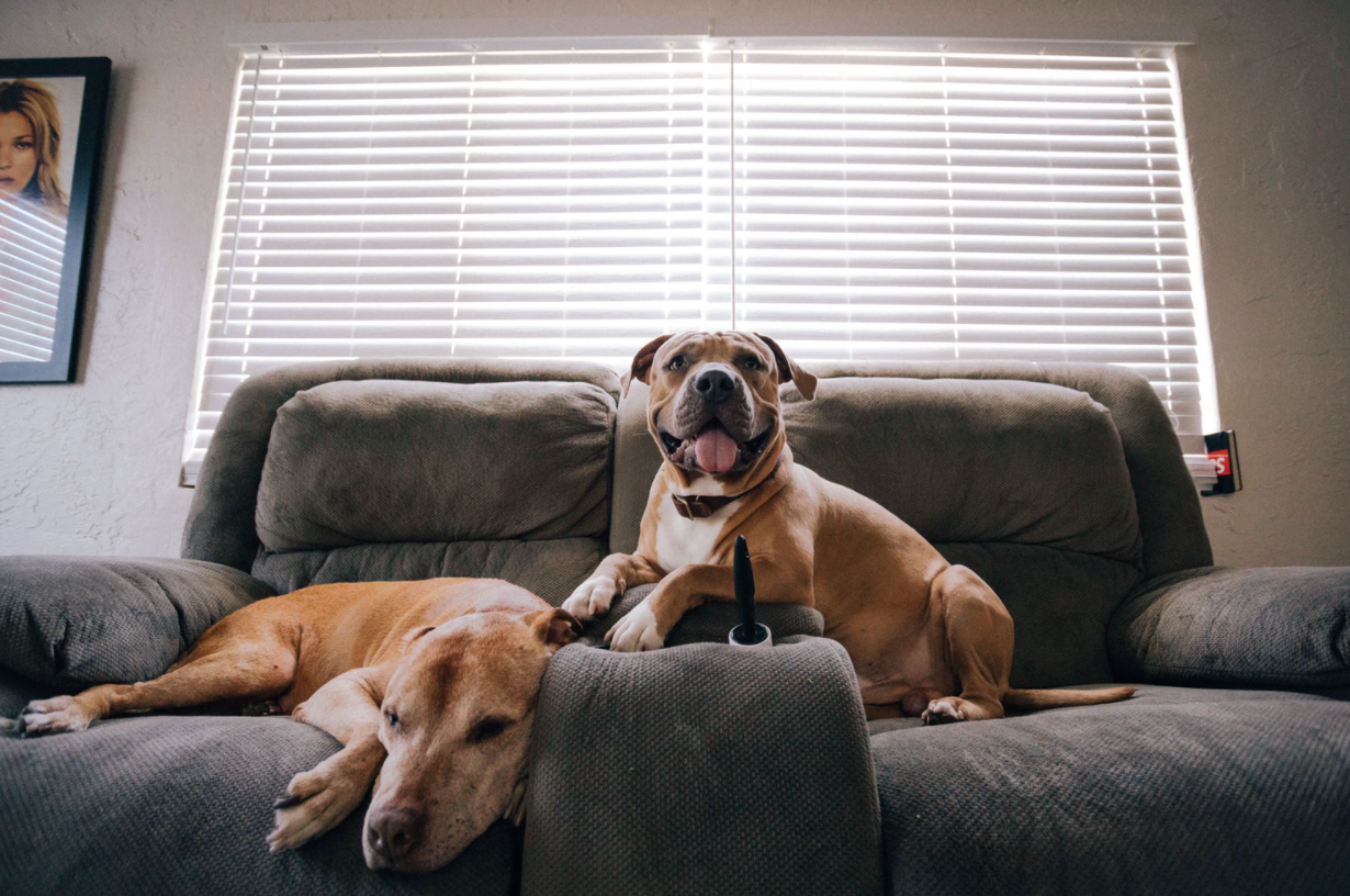 How To Dog Proof Your Home Joyride Harness