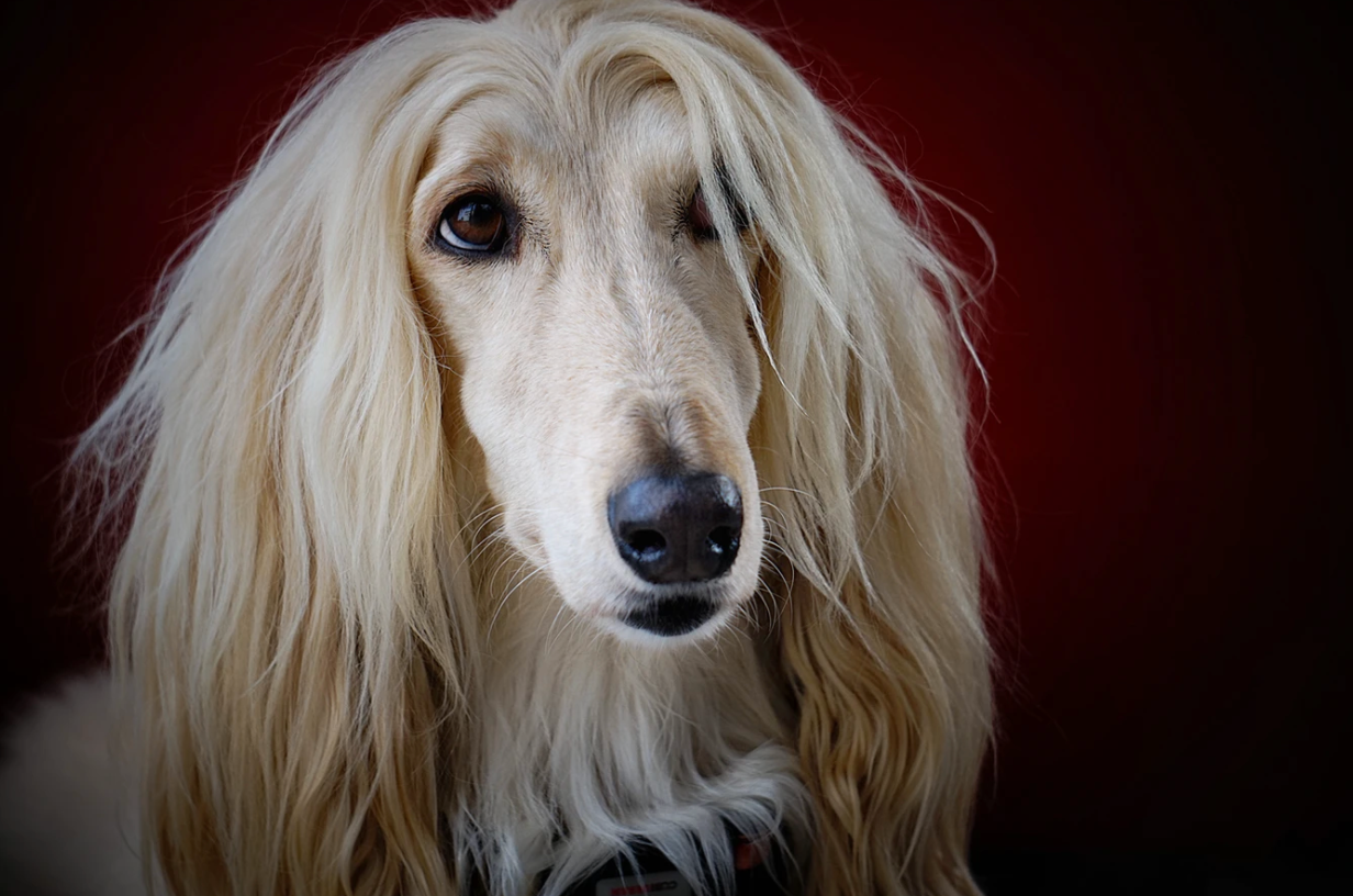 saluki hypoallergenic