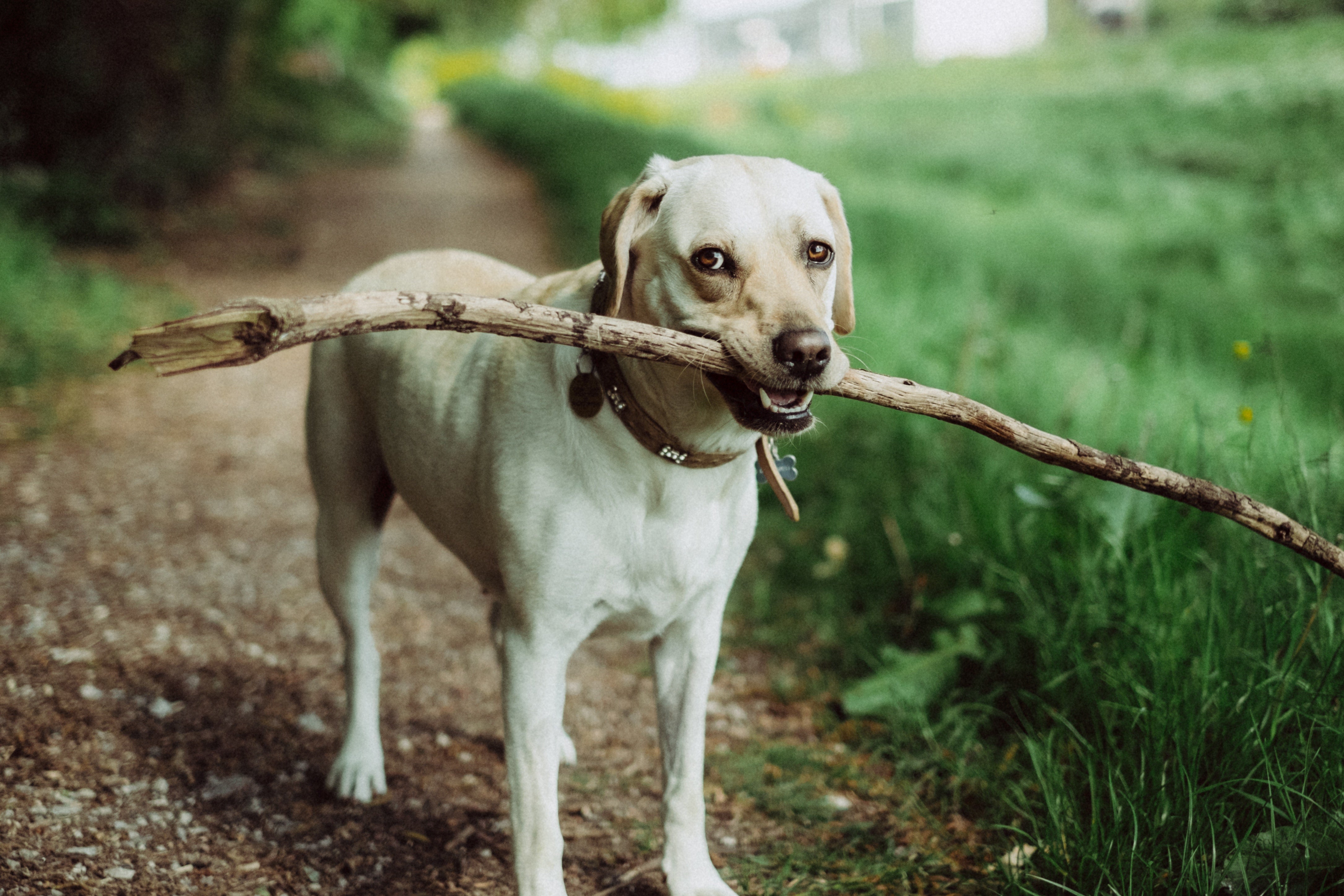 wag easy walk harness