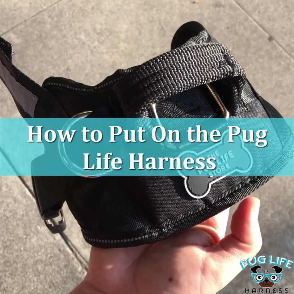 pug life dog harness