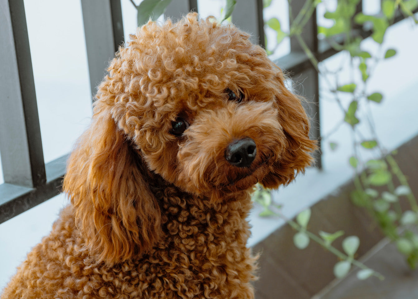 toy poodle harness