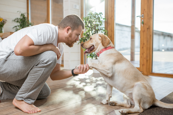 White dog shaking hand