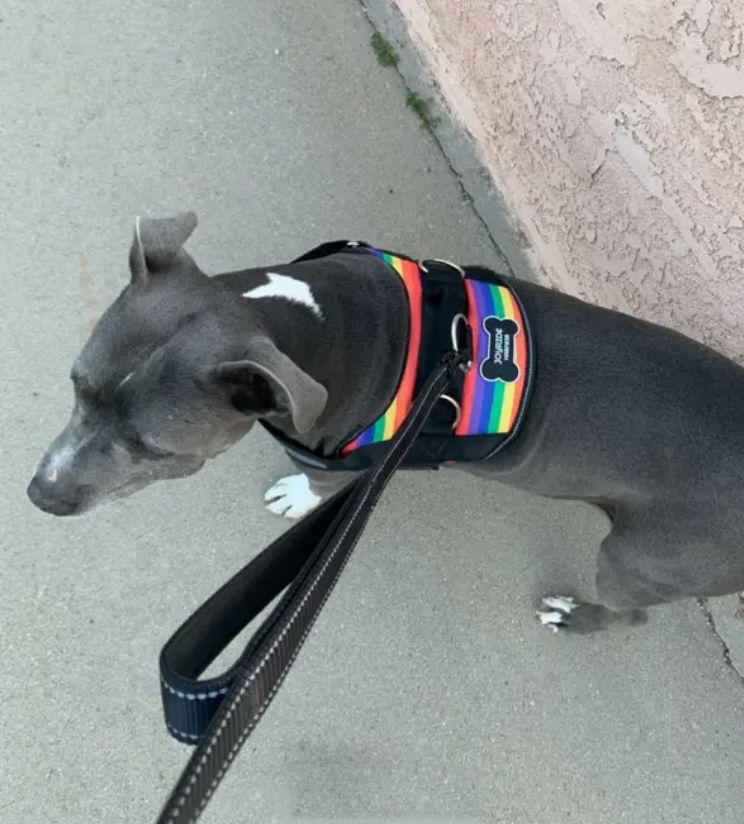 Customer image of Joyride Harness heavy duty dog leash