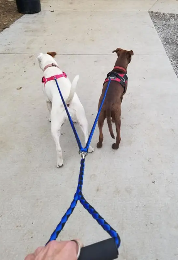 Customer image of Joyride Harness double duty dog leash