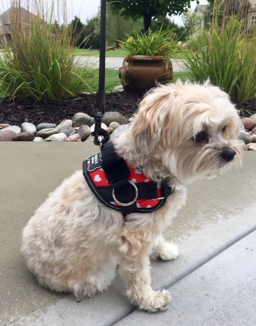 Customer image of dog in Joyride Harness in hearts design