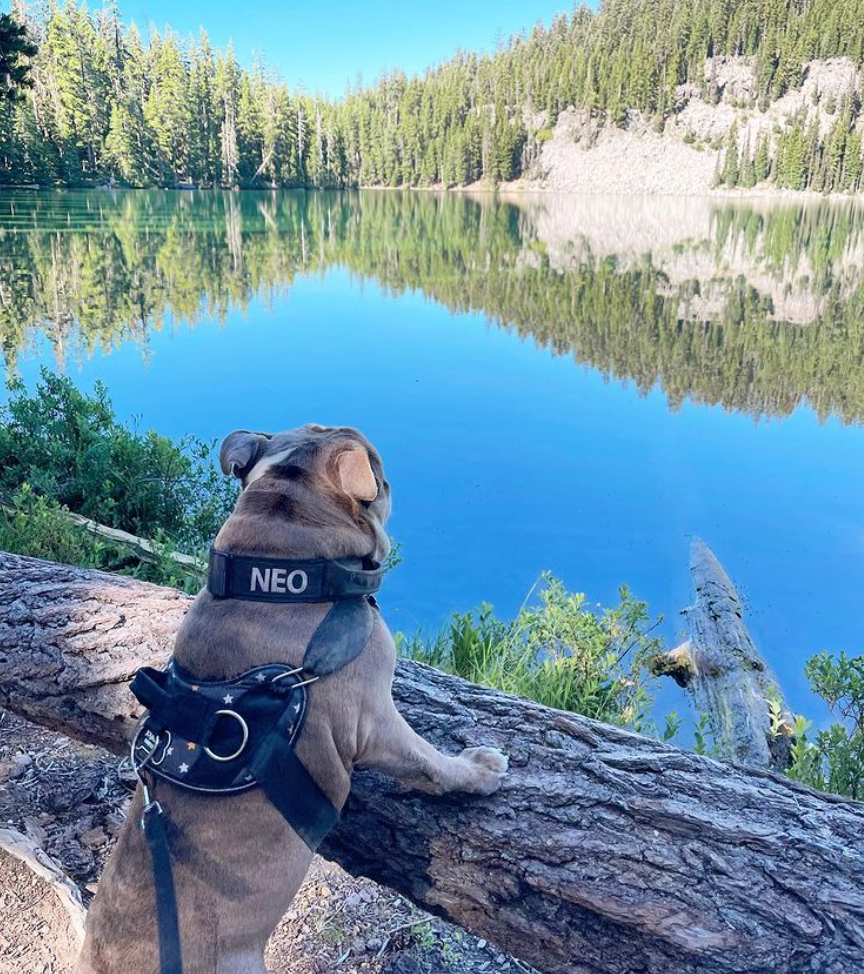 NeoTheBulldog at a lake