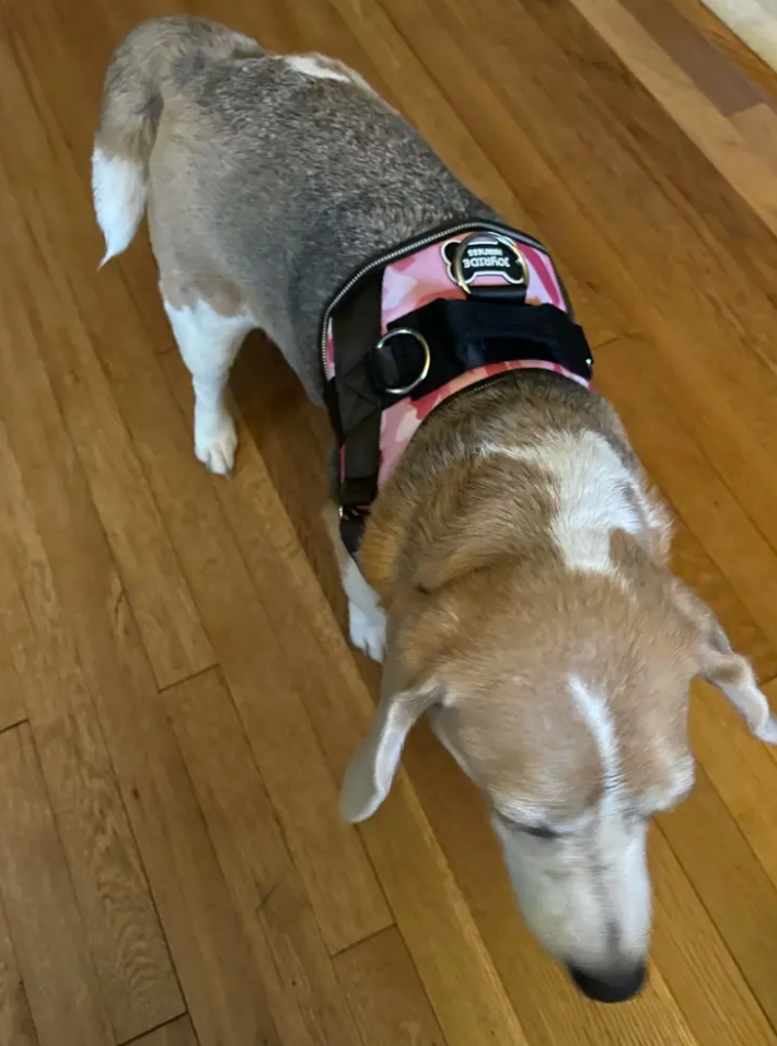 Customer review image of Joyride Harness