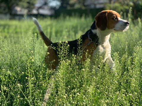 Beagle