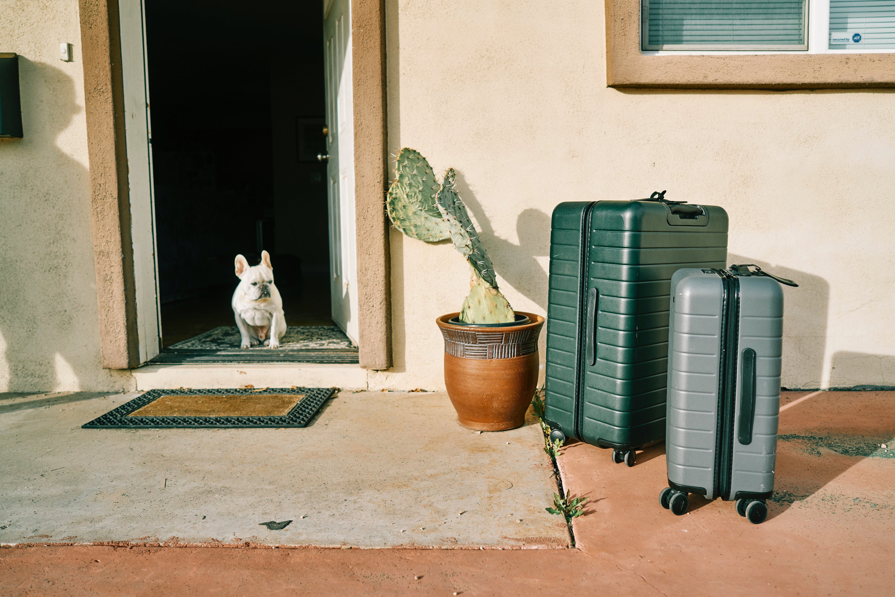 Dog next to luggage