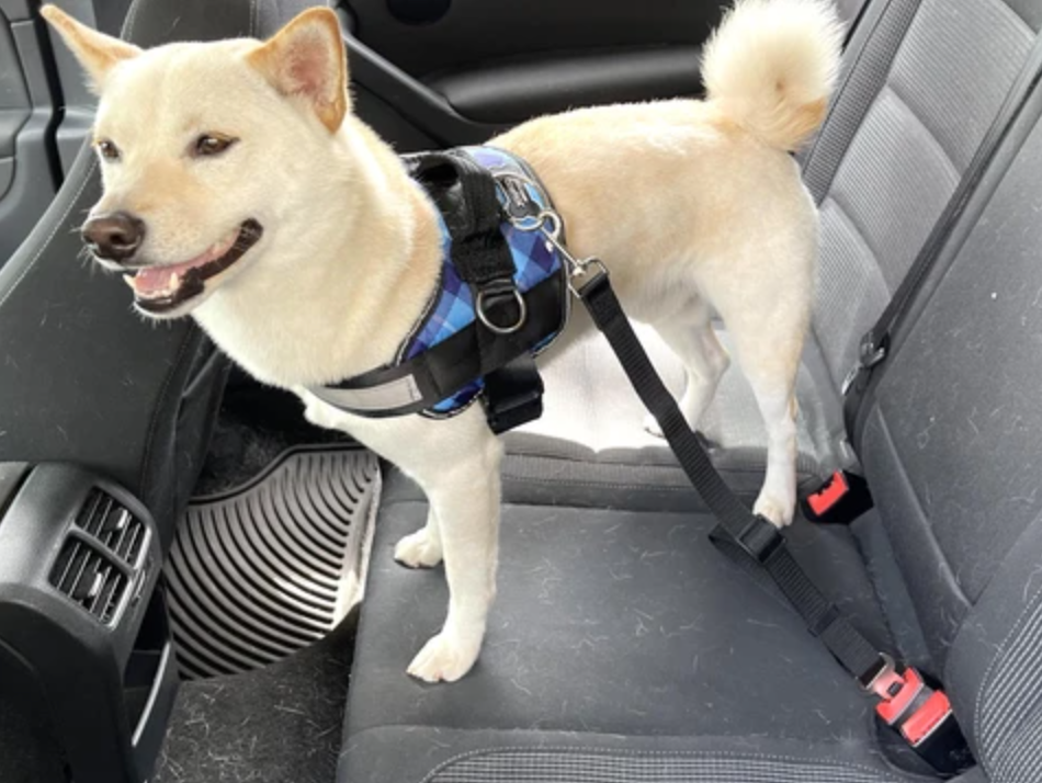 Dog with a Joyride Harness and seatbelt clip on