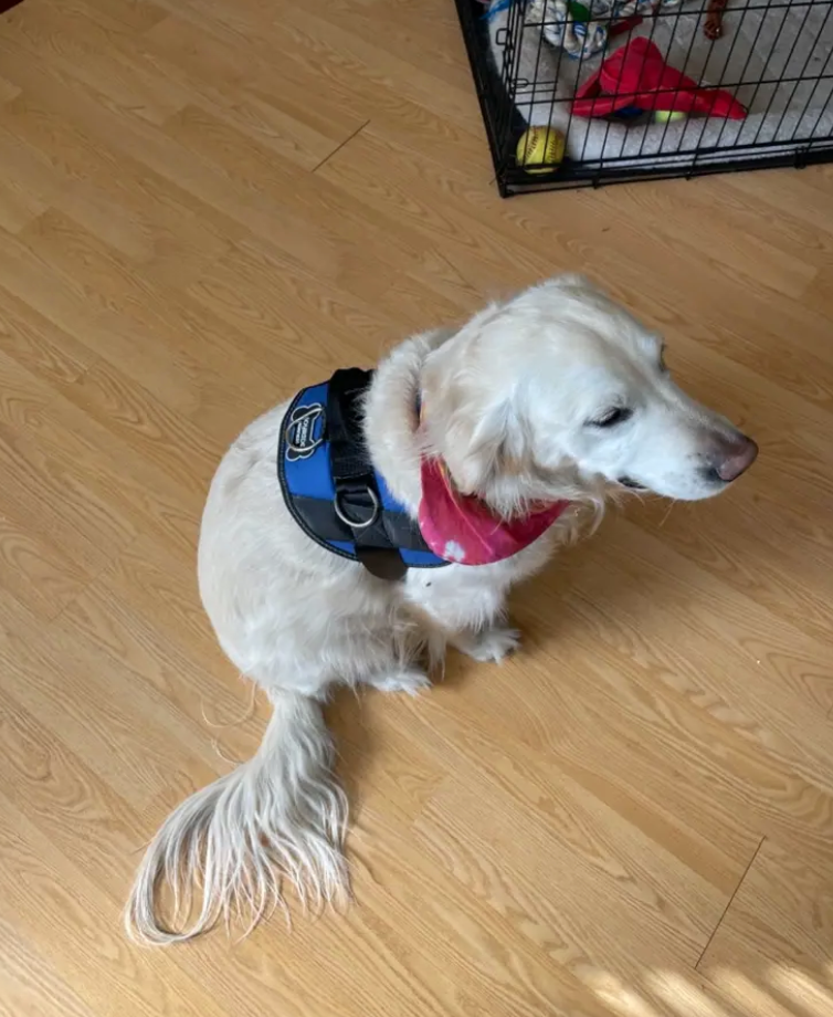 Image of a golden retriever from customer review of Joyride Harness