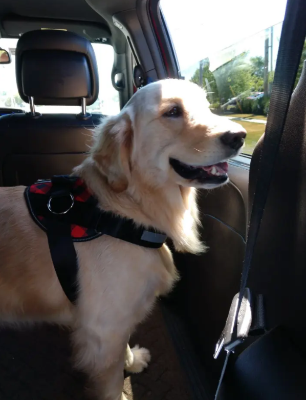 Customer image from review of Joyride Harness