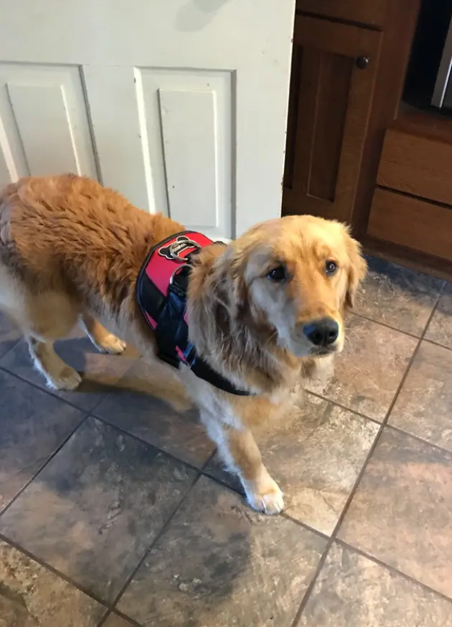 Image from a customer review of Joyride Harness