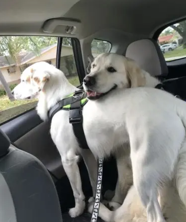 Customer image of two golden retrievers from review of Joyride Harness