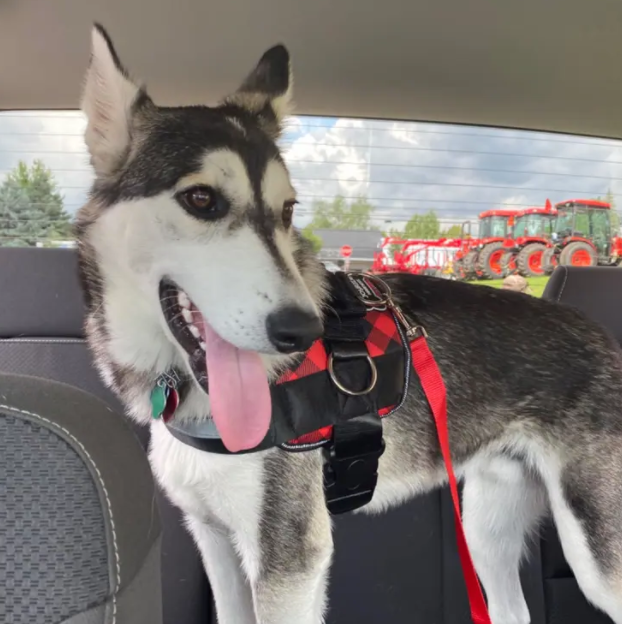 Joyride Harness customer review image of a husky