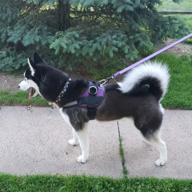 Joyride Harness customer review image of a husky