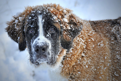 photo of a young St. Bernard covered in snow looking into the camera