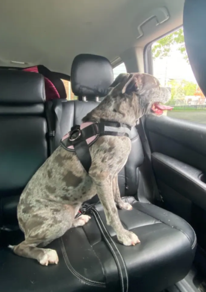 Image of a dog riding in a car from a Joyride customer review