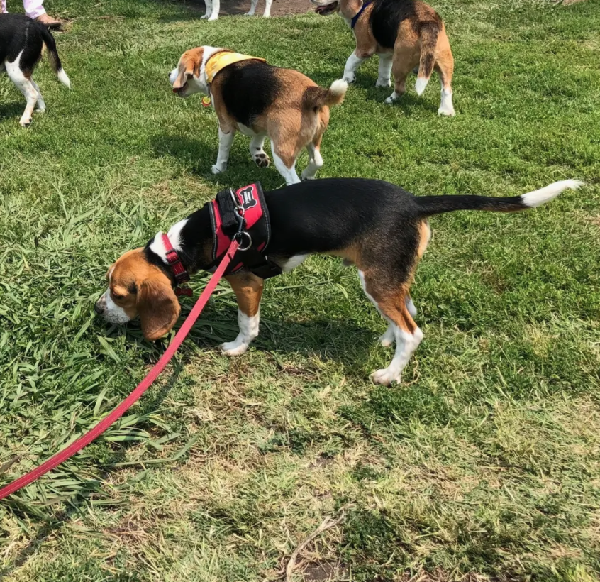 An image of a beagle from a Joyride Harness customer review