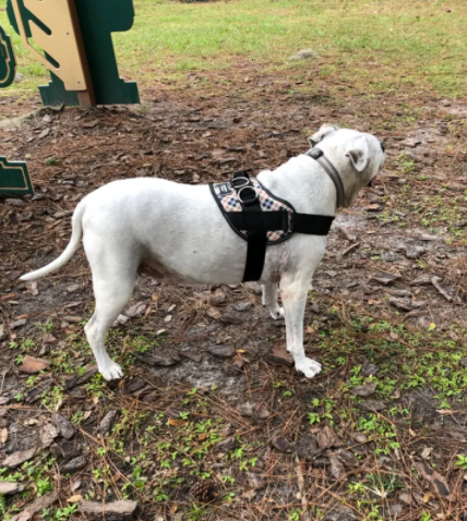 Image of a white dog from a Joyride customer review